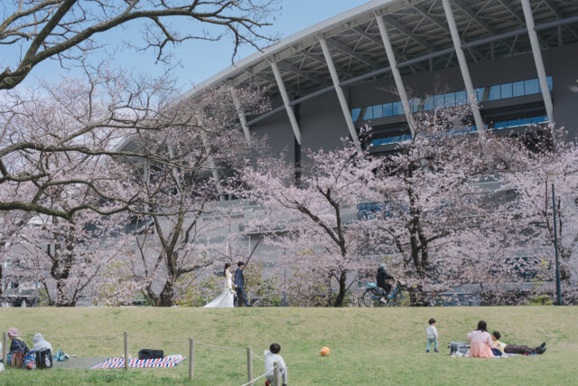 エディオンピースウイング広島周辺の桜並木と芝生広場でくつろぐ人々｜広島市中央公園の春景色